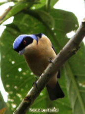 Fawn-breasted Tanager_Pipraeidea melanonota