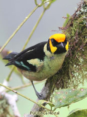 Flame-faced Tanager_Tangara parzudakii