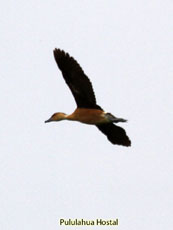 Fulvous Whistling Duck