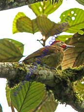 Golden-olive Woodpecker