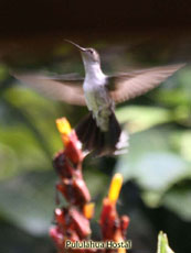 Gray-breasted Saberwing