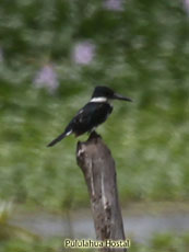 Green Kingfisher