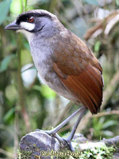 Jocotoco Antpitta  Grallaria ridgelyi