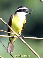 Lesser Kiskadee