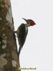 Lineated Woodpecker