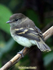 Loja Tyrannulet