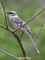 Long-tailed Mockingbird