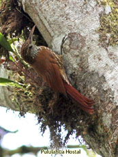 Montane-Woodcreeper_Lepidocaolaptes-lacrymiger