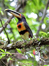 \Pale-mandibled Aracari