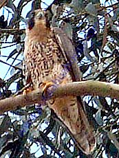 Peregrine_Falcon. Peregrine_Falcon.