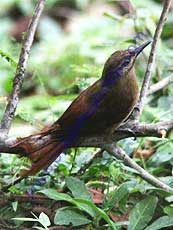 Plain-brown-Woodcreeper