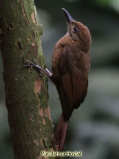 Plain-brown Woodcreeper