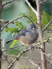 Plain-colored Seedeater Plain-colored Seedeater