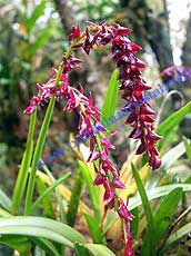 Pleurothallis sp