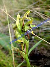 Pterichis sp