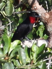 Purple-throated Fruitcrow