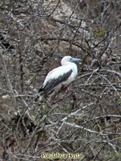 Red-footed Booby