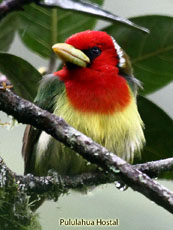 Red-headed Barbet