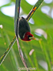 Red-headed Barbet