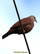 Ruddy Ground Dove