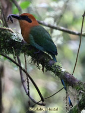 Rufous Motmot