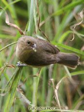 Seedeater Female