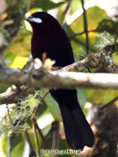 Silver-beaked Tanager