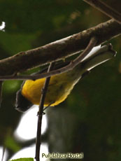 Slate-throated Whitestart