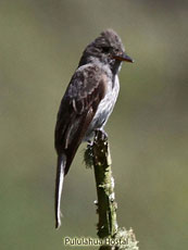 Western-wood Pewee