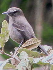 Smoky-Bush-Tyrant_Myiotheretes-fumigarus Smoky-Bush-Tyrant_Myiotheretes-fumigarus