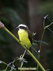 Social Flycatcher