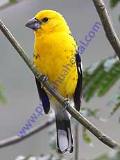 Southern Yellow-Grosbeak Southern Yellow-Grosbeak