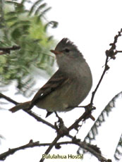 Southern-beardless Tyrannulet