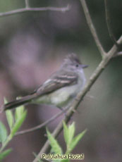 Southern Beardless-Tyrannulet_Camptostoma obsoletum