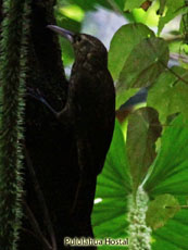 Spotted-Woodcreeper