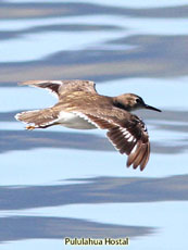 Spotted Sandpiper_Actitis macularia