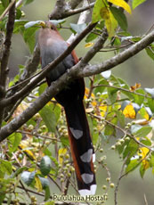 Squirrel Cuckoo