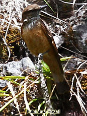 Streak-throated-Bush-Tyrant_Myiotheretes-striaticollis Streak-throated-Bush-Tyrant_Myiotheretes-striaticollis