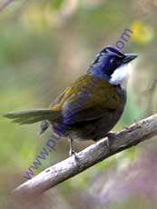 Stripe-headed-Brush-Finch