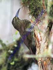 Strong-billed-Woodcreeper