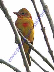 Summer Tanager