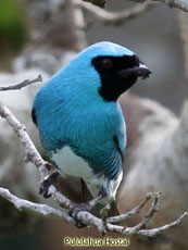 Swallow Tanager