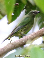 Swallow Tanager