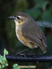 Tawny Antpitta