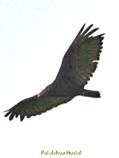 Turkey Vulture