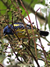 Turquoise Tanager - Tangara mexicana