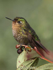 Tyrian Metaltail_Metallura tyrianthina