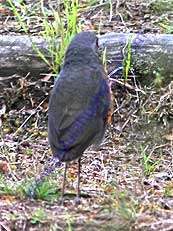 Undulated Antpitta