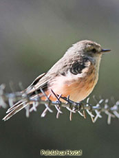 Vermillion Flycatcher