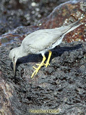 Wandering Tattler